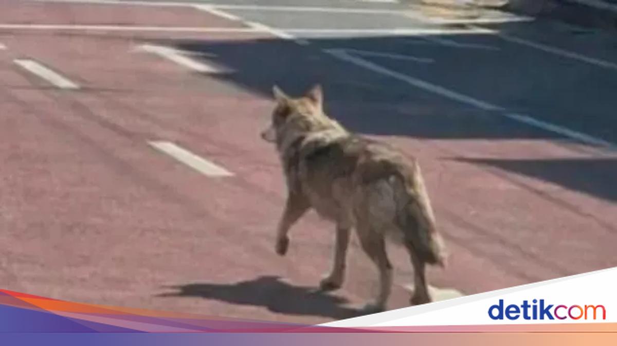 Viral Serigala Kabur Ternyata Foto AI, Polisi Tangkap Pelaku Hoaks