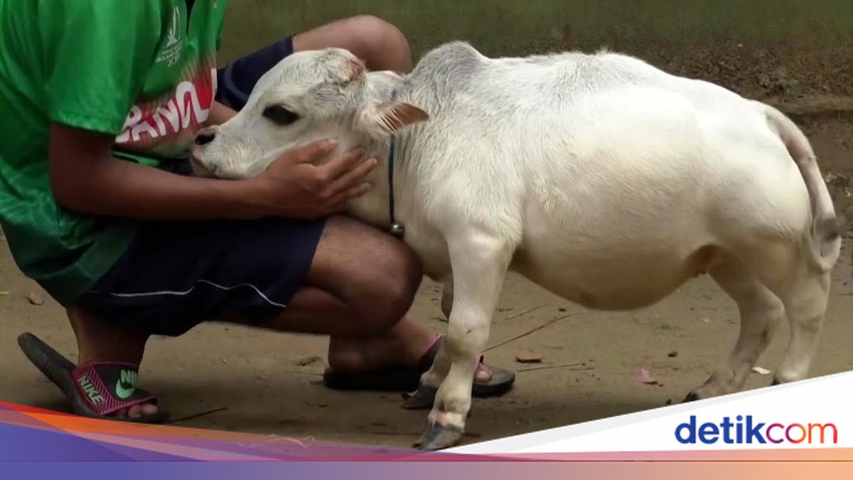 Rani Sapi Pendek di Bangladesh, Tingginya Cuma 51 Cm