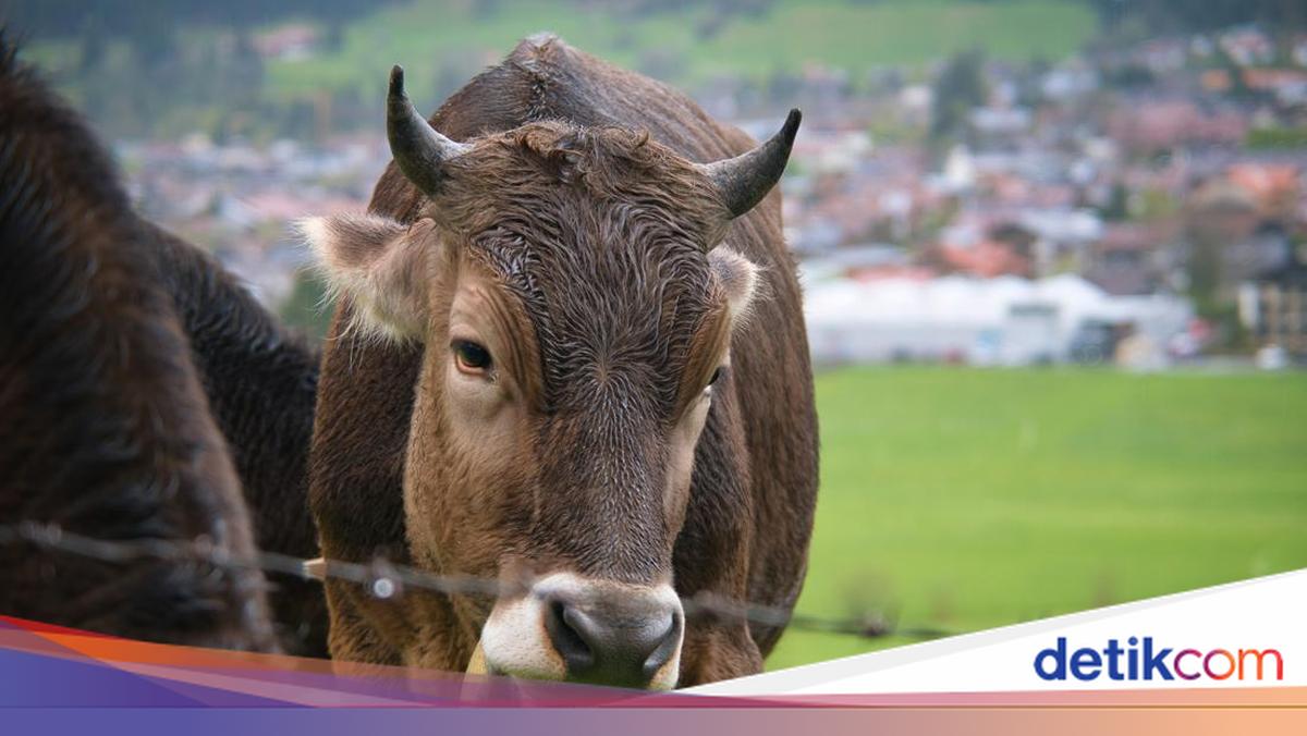Harga Hewan Kurban di Gaza Meledak, Tembus Rp 120 Juta per Ekor