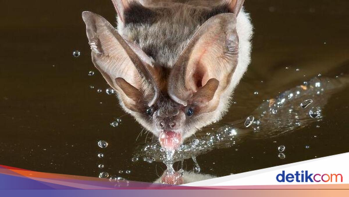 8 Jenis Kelelawar Unik Ini Bakal Bikin Kamu Gemas Maksimal