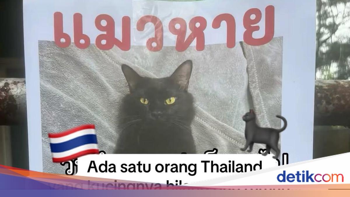Orang Ini Kucingnya Hilang, Pas Ketemu Ada Banyak Kejanggalan
