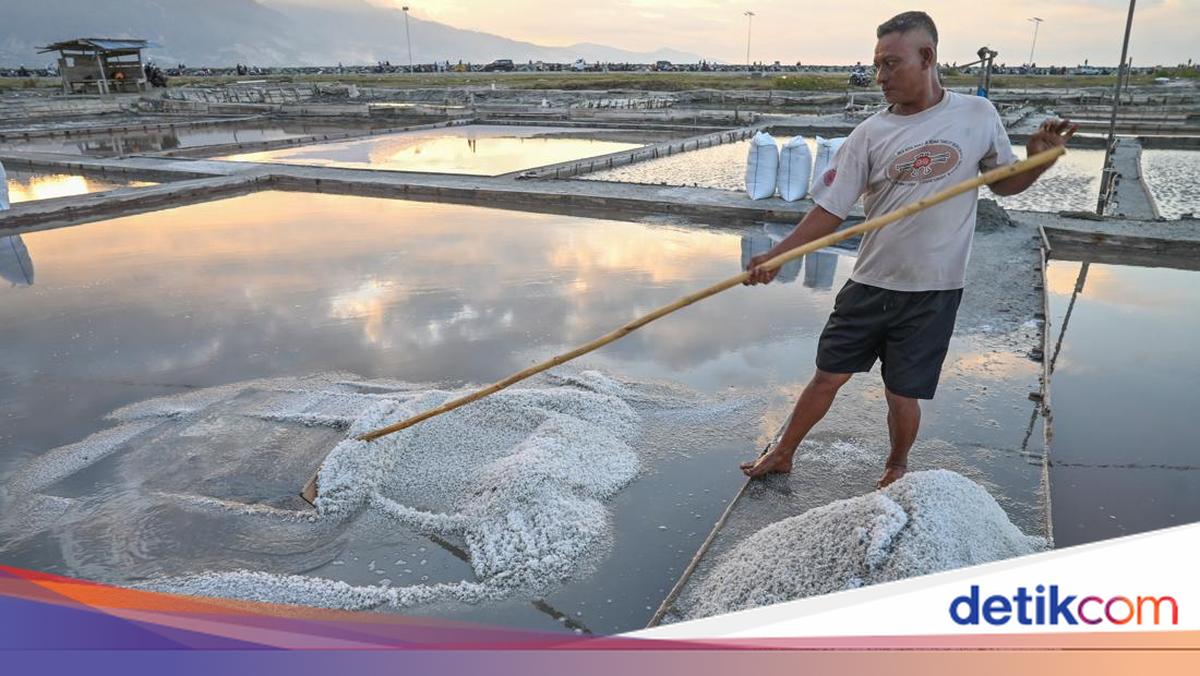 Panen Garam Kembali Bergeliat di Palu