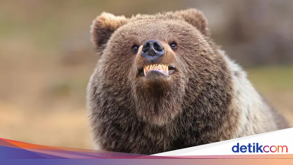 Auto Ngakak! 18 Finalis Foto Komedi Hewan 2026 Ini Kocak Parah