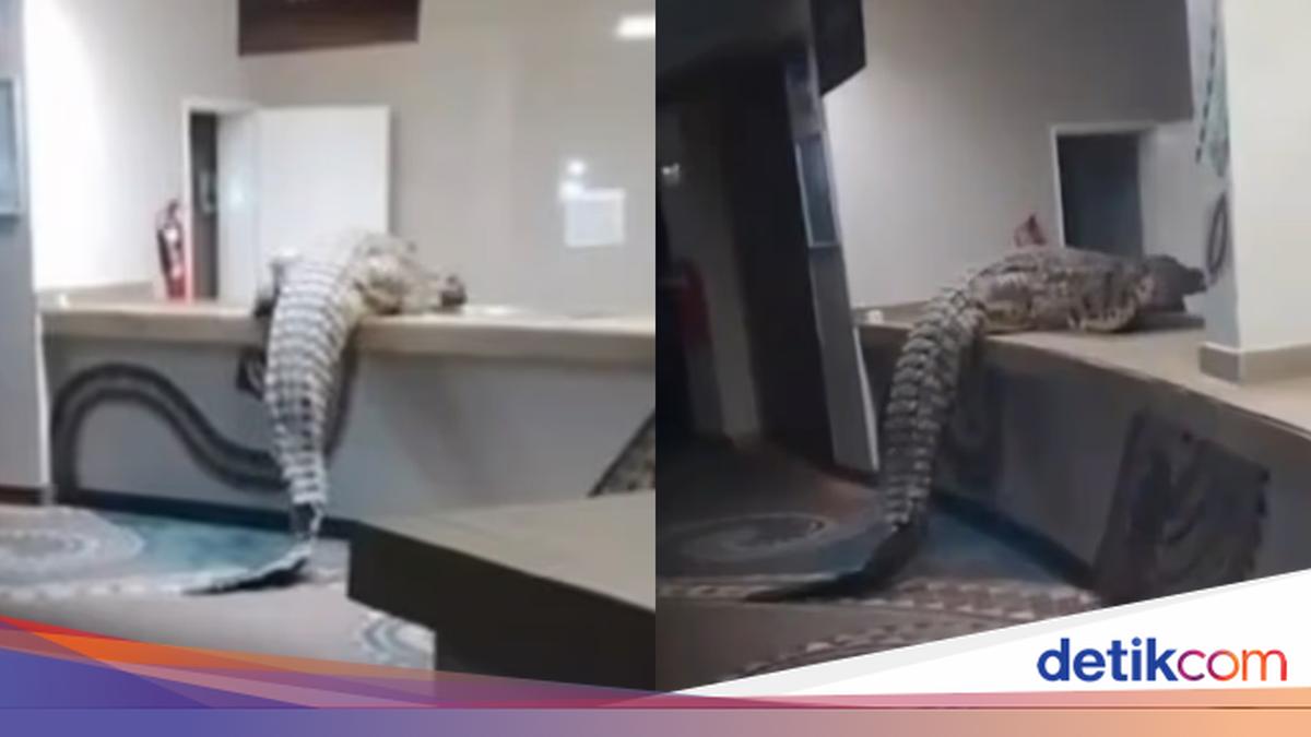 Ngeri! Buaya Raksasa Masuk Dapur Hotel Mewah, Heboh Di Medsos