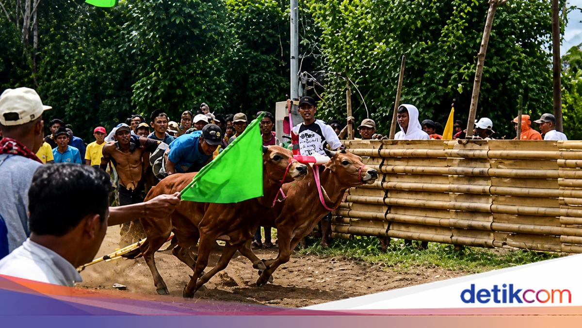 Meriahnya Karapan Sapi Murtajih 2026 Jadi Magnet Baru Pamekasan