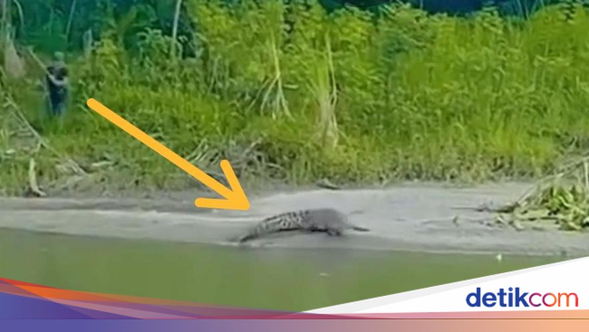 Buaya di Sungai Sulbar Ramai-ramai Diburu Pakai Tombak, Diduga Serang Warga