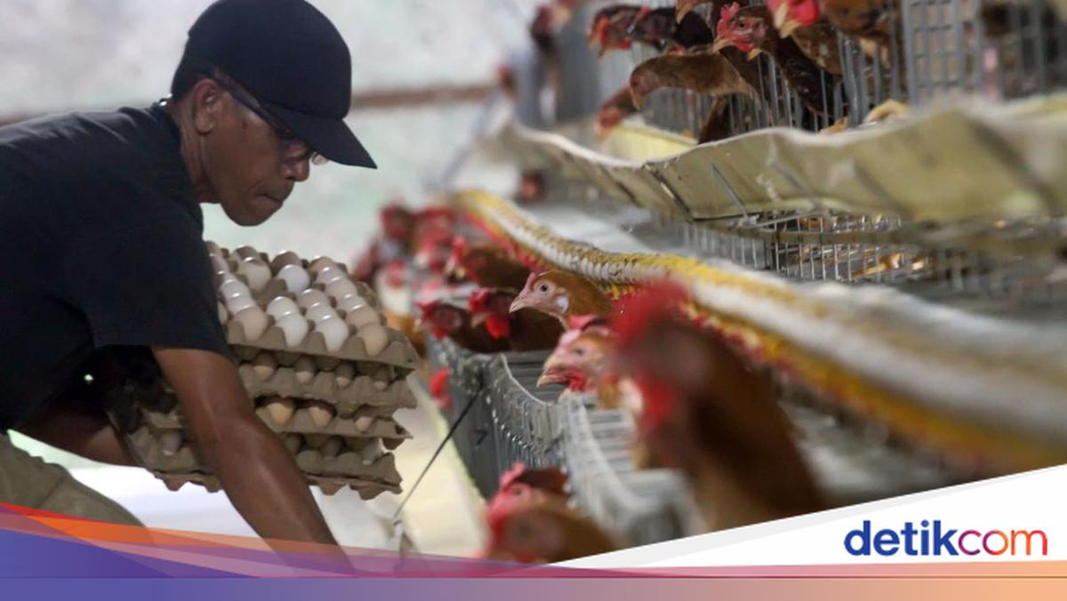 Harga Pakan Naik, Telur Ayam Ikut Melambung