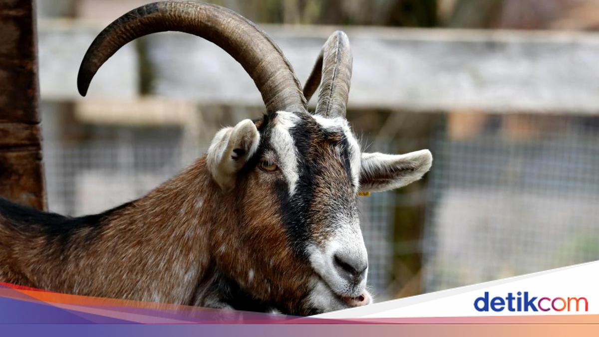 Kisah Mila Alumni UGM, Modal 5 Kambing Kini Raup Cuan Ratusan Juta