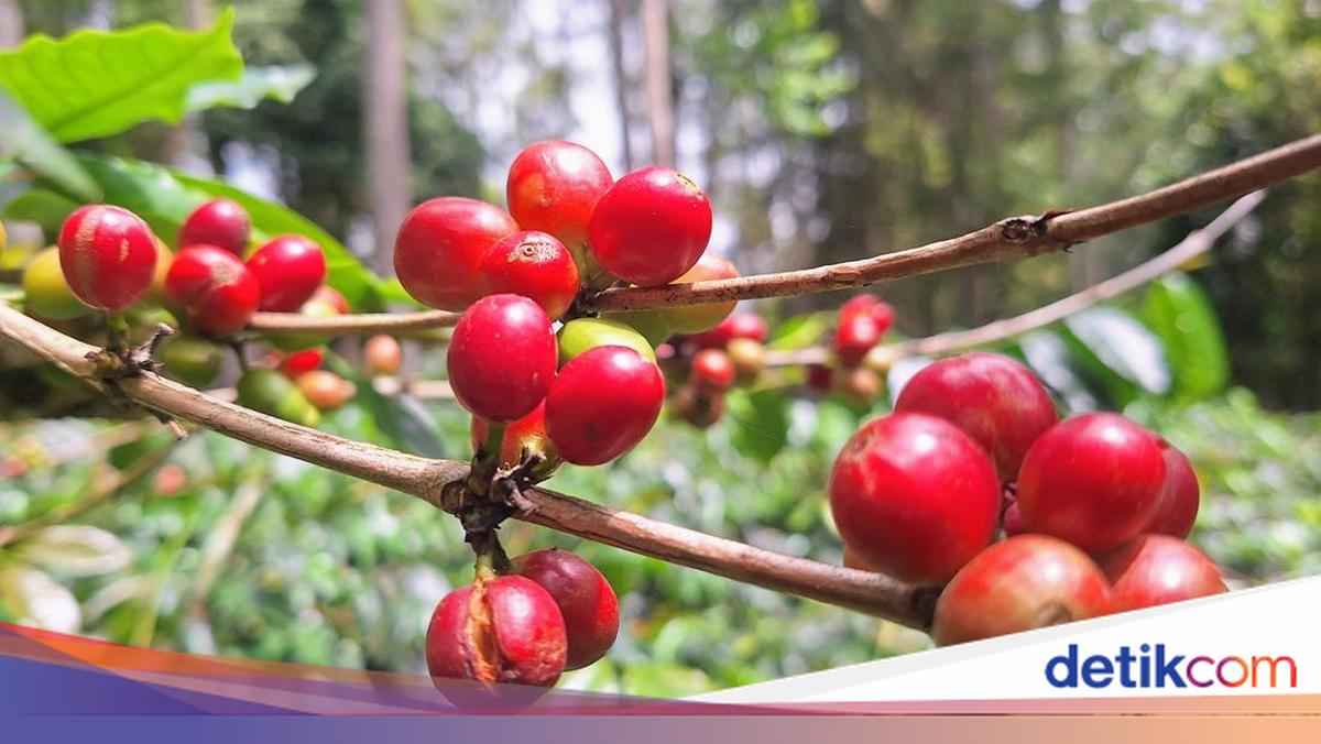 4 Sentra Kopi Jawa Timur dari Malang hingga Bondowoso