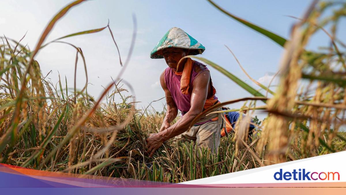 Fao Prediksi Produksi Beras Global Turun 1,6% Gara-gara El Nino