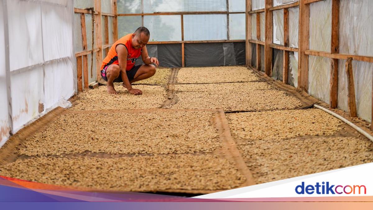 Produksi Kopi Nasional Diproyeksi Naik — Sentimen Positif di Tengah Tekanan Rupiah dan Inflasi Pangan
