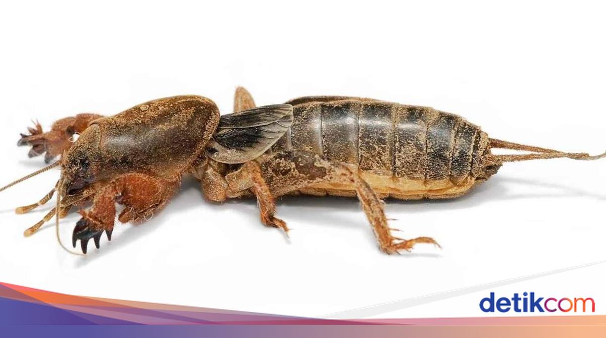 3 Cara Membasmi Orong-orong yang Gemar Merusak Tanaman, Bisa Pakai Apa?