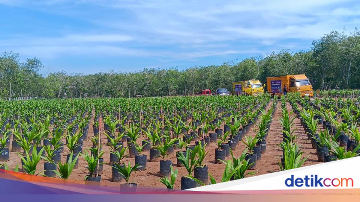 GAPKI & RPN Luncurkan Bibit Sawit Tanzania — Perkuat Plasma Nutfah Hadapi Perubahan Iklim