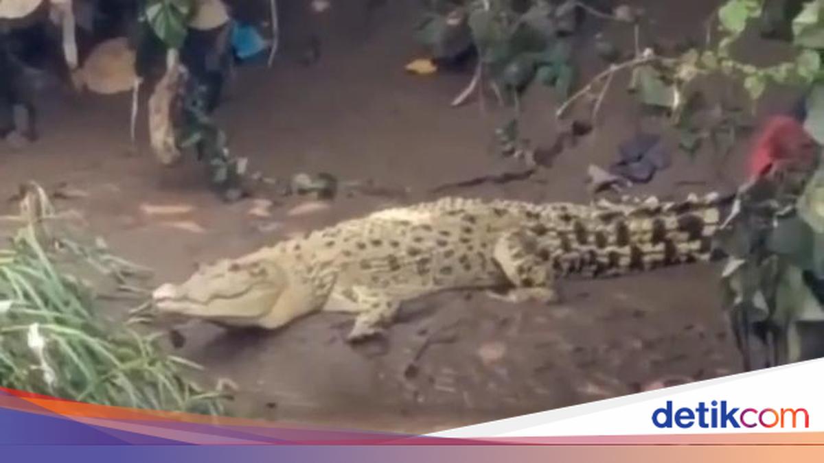 Heboh Buaya Putih di Cisadane, BPBD Kota Tangerang Imbau Warga Tak Ganggu