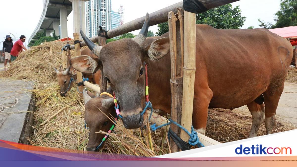 Hewan Kurban Diprediksi Surplus 891 Ribu Ekor, Pasokan Dijamin Aman