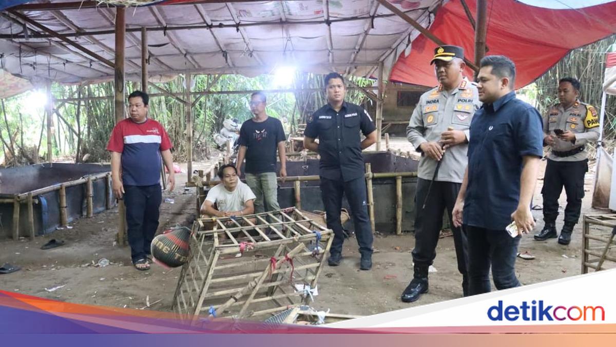 Polisi Gerebek Arena Sabung Ayam di Tangerang, Dua Ditangkap