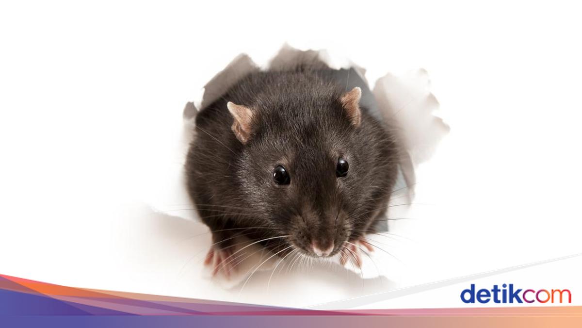 Peneliti Brin Ungkap Fakta Dan Cara Mencegah Penularan Hantavirus