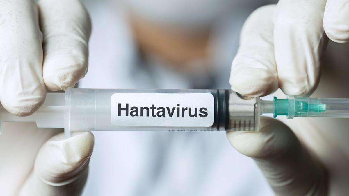 Who Ingatkan Gejala Awal Terkait Hantavirus Yang Mewabah Di Kapal Mv Hondius