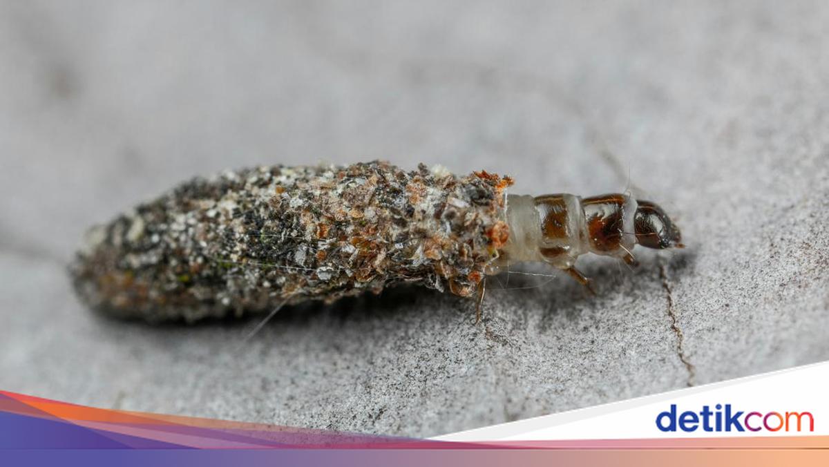 Bekas Gigitan Kamitetep Seperti Apa? Kenali Ciri dan Cara Mengobatinya