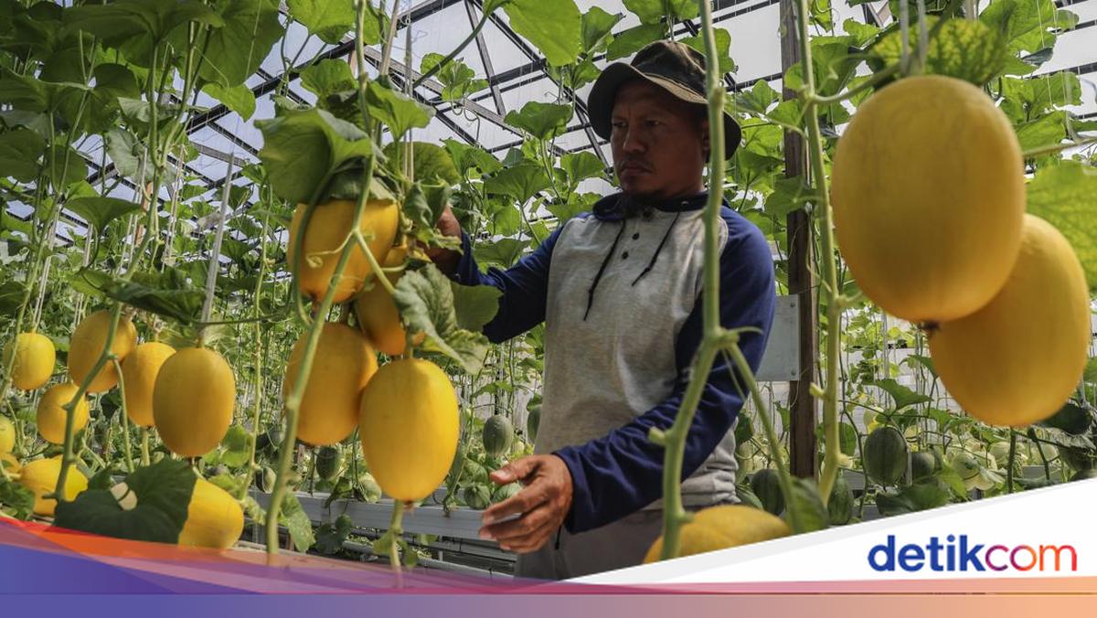 Melon Hidroponik Tumbuh Subur, Panen 300 Kg dari Lahan 180 Meter