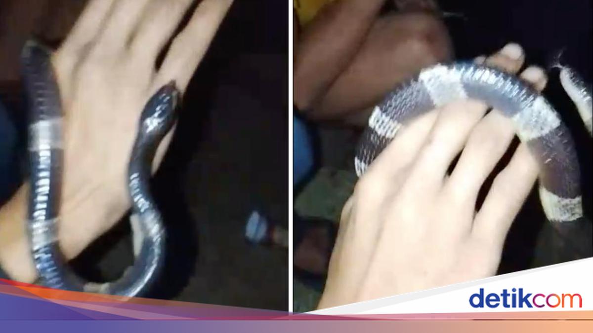 Candaan Pria Bogor Mainkan Ular Weling di Tongkrongan Berujung Kematian