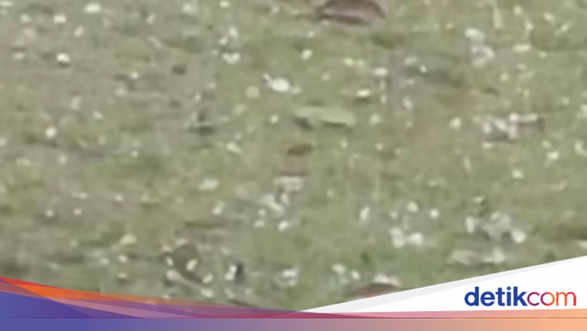 Pandeglang Dilanda Cuaca Ekstrem: Hujan Es hingga Pohon Tumbang