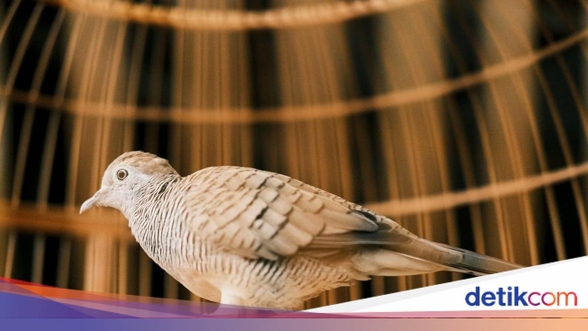 Apa Perbedaan Burung Perkutut, Tekukur, Derkuku, dan Puter? Cek Penjelasannya!