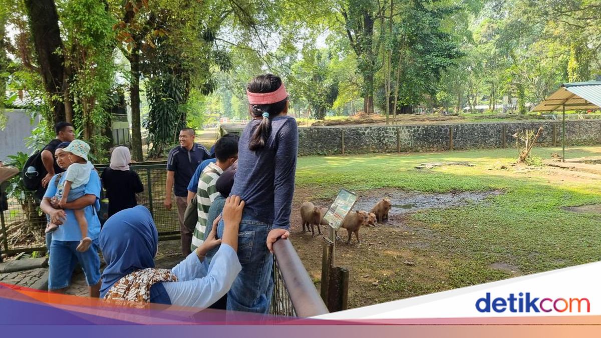 Cerita Warga Cianjur Ajak Anak Liburan di Ragunan: Penasaran Lihat Kapibara