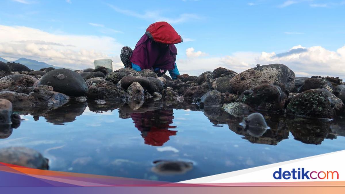 Warga Banyuwangi Berburu Kerang Remis Saat Air Laut Surut