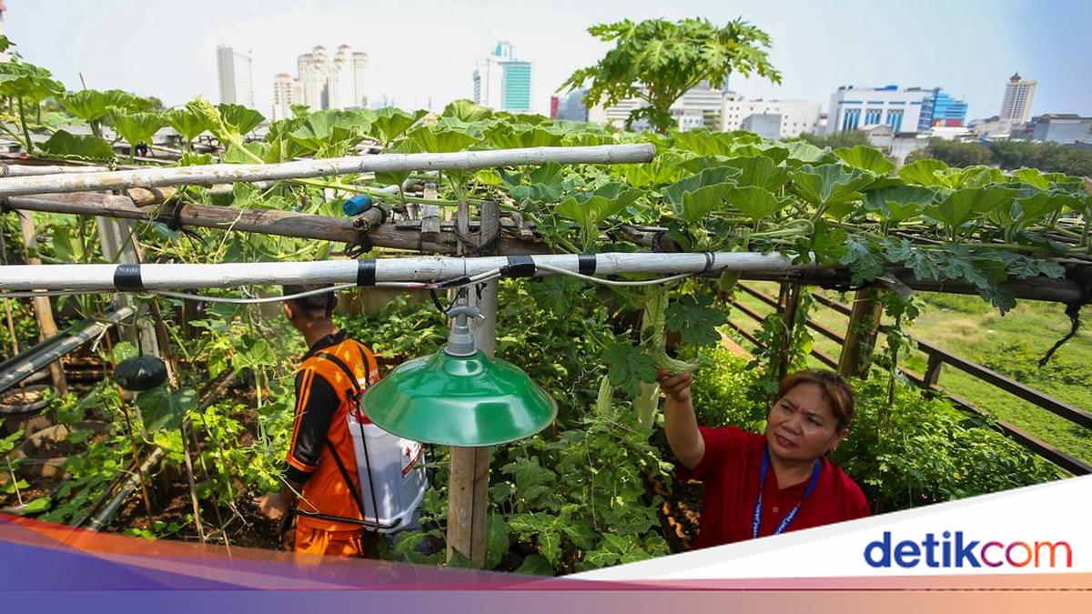 Rooftop Kantor Kelurahan Tangki Dimanfaatkan untuk Pertanian Kota