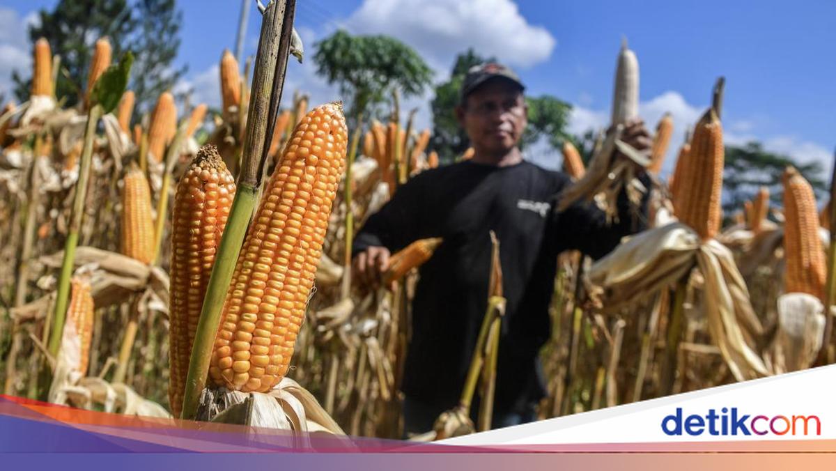 Serapan Jagung Nasional Digenjot hingga Satu Juta Ton