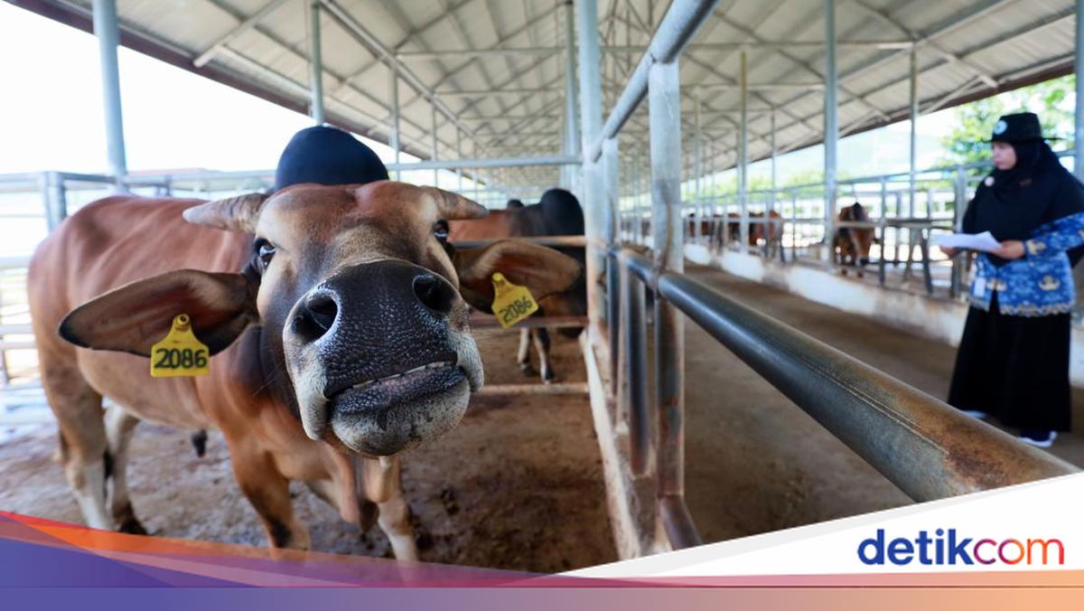 Aceh Kembangkan Bibit Sapi Unggul untuk Ketahanan Pangan