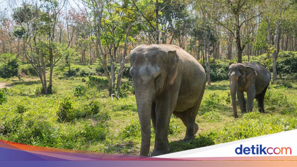 Sederet Alasan 2 Gajah Gembira Loka Dipindah ke Tabang Zoo Kaltim