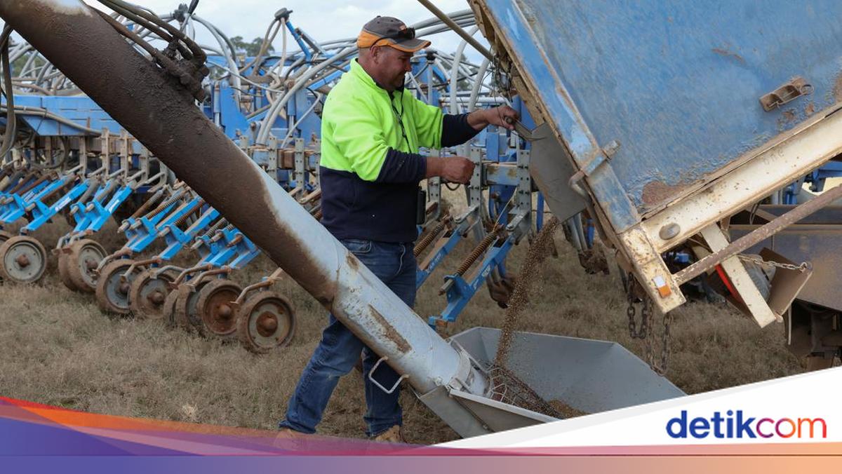 Petani Australia Kurangi Tanam Gandum Akibat Biaya Naik