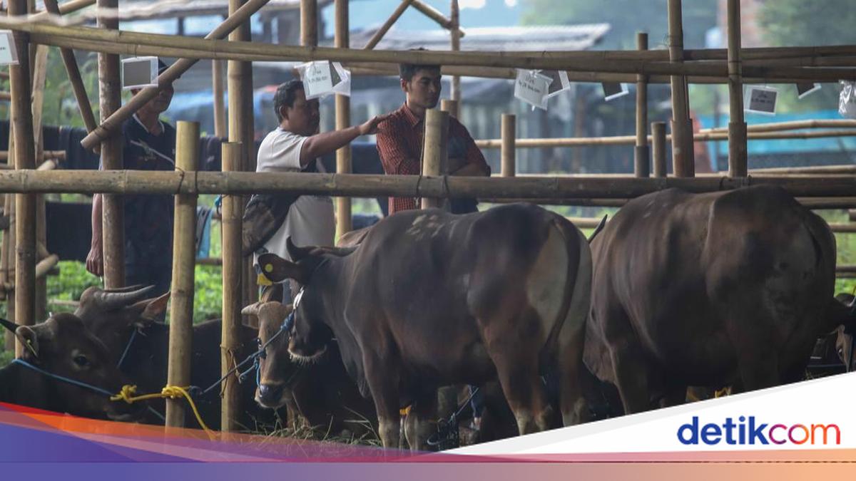 Melihat Kesibukan Pekerja Rawat Hewan Kurban di Penggilingan