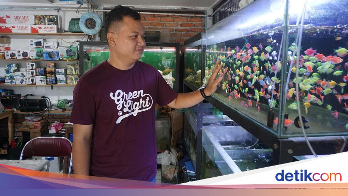 12 Tahun Merawat Usaha Keluarga, Pedagang Ikan Hias Andalkan KUR BRI