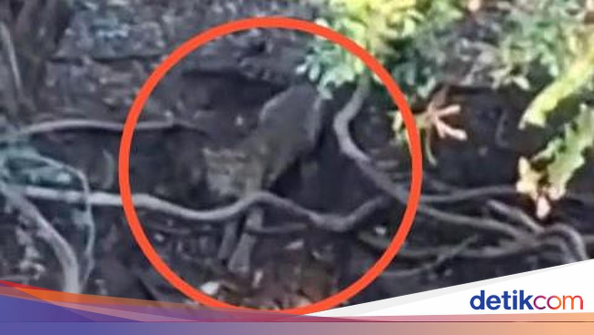 Viral Penampakan Macan di Hutan Cangar Batu, Pihak Tahura Buka Suara