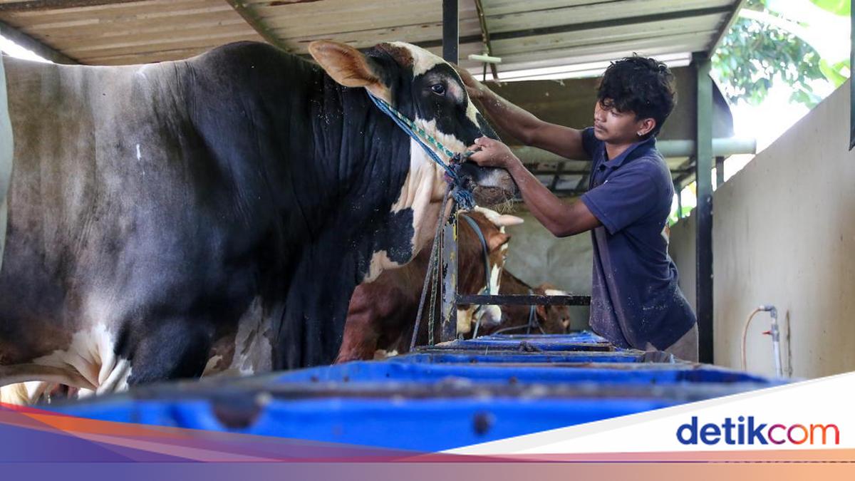 Prabowo Bagikan 1.098 Sapi Kurban, Anggaran Rp 100 M