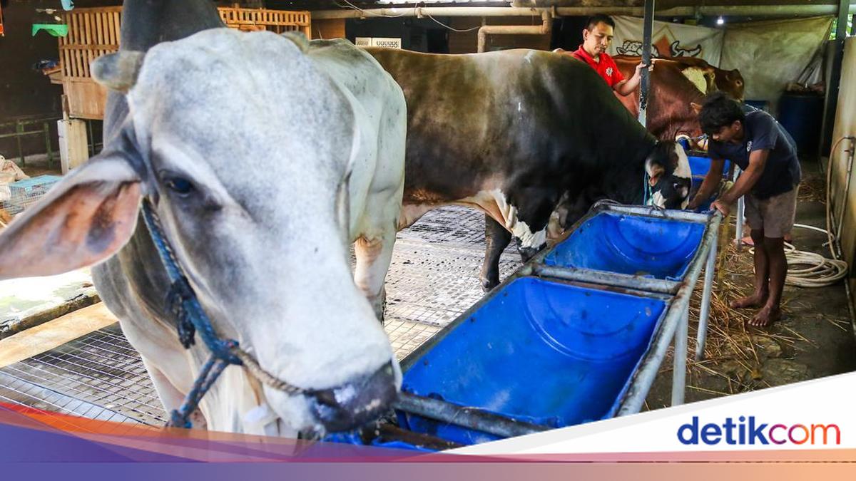Apakah Kurban Wajib? Simak Hukum dan Dalilnya Menurut Ulama
