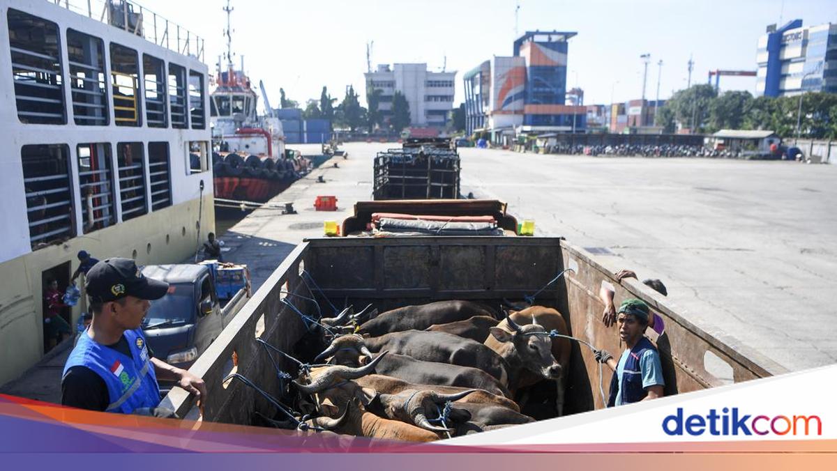 Ribuan Sapi dari NTT Padati Tanjung Priok Jelang Idul Adha