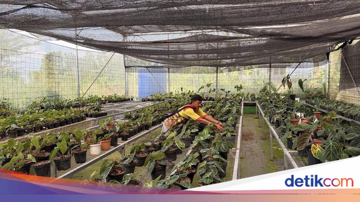 Dari Level 'tetangga' Ke Nasional, Kisah Insipratif Desa Ekspor Di Bogor