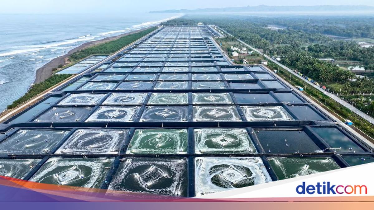 80 Ton Udang dari Kebumen Siap Diekspor ke AS