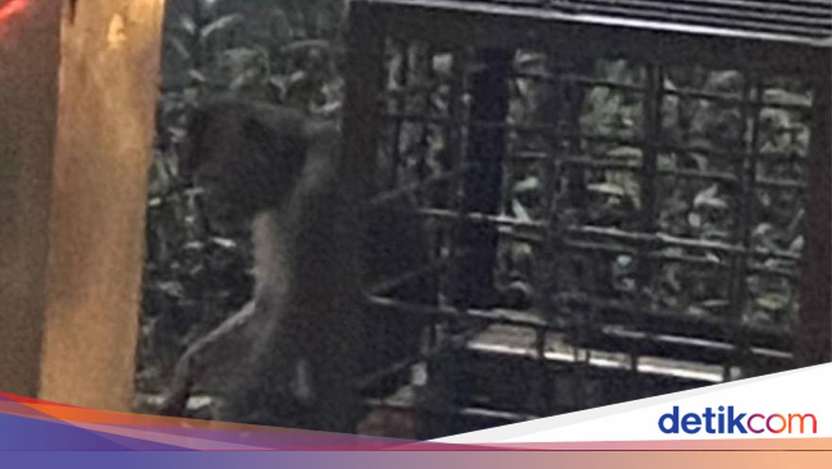 Polisi Cek Monyet Viral Dirantai di Pinggir Jalan Margonda Depok
