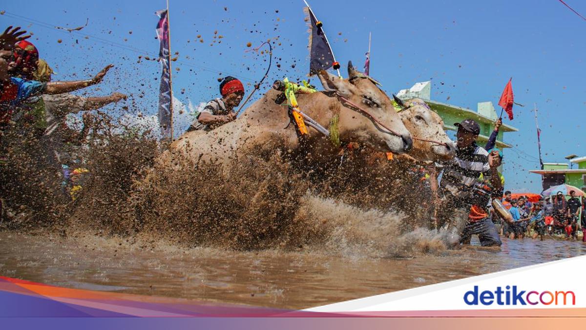 Serunya Karapan Sapi Brujul di Probolinggo, Joki Adu Cepat di Arena