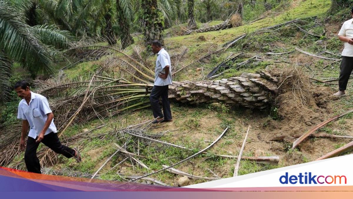 Ketimpangan Kepastian Hukum di Balik Dua Penopang Ekonomi Nasional