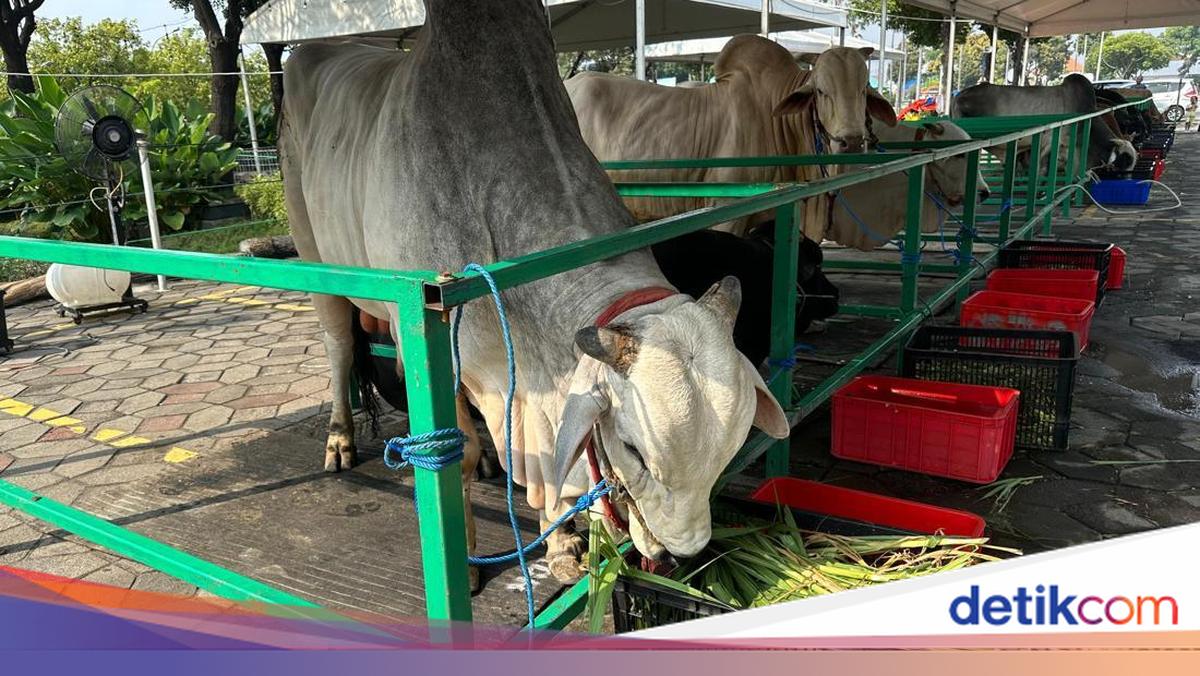 Beli Hewan Kurban Kena Pajak Nggak? Ini Kata DJP