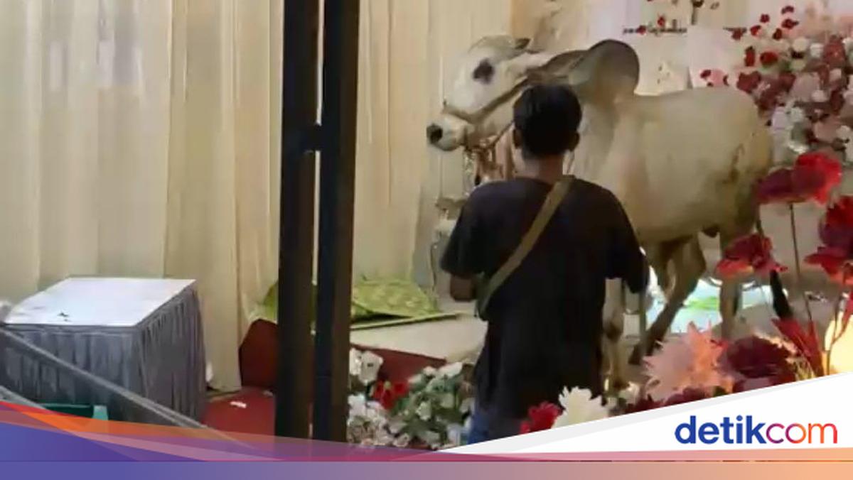 Heboh Sapi Kurban Masuk Tenda Hajatan di Banyumas, Tamu Undangan Bubar