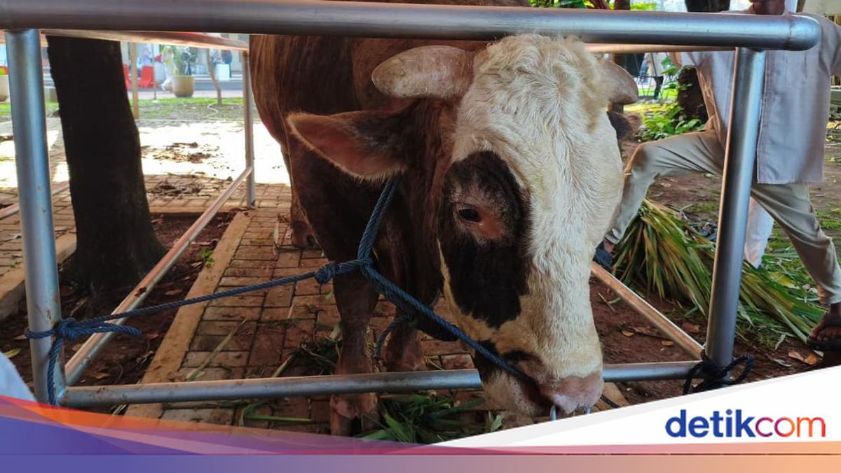 Bolehkah Makan Daging Kurban Sendiri? Ini Penjelasannya