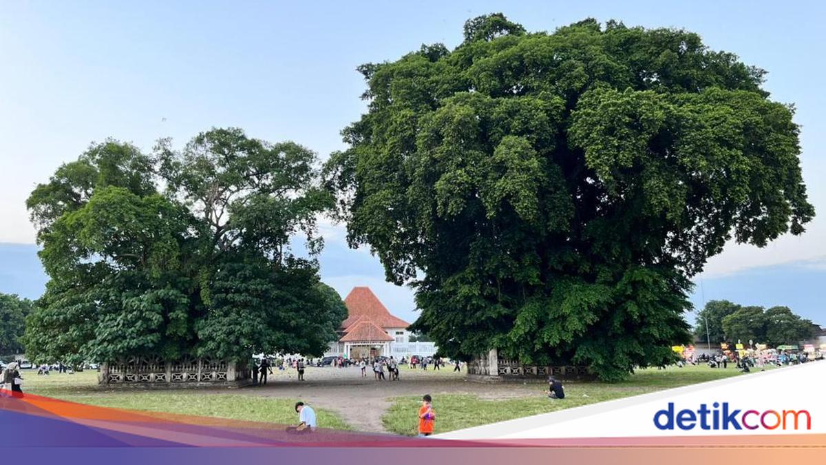 Mitos di Alun-alun Kidul, Lewati Pohon Beringin Maka Keinginan Akan Berhasil