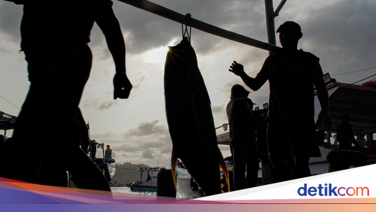 Musim Tuna Datang, Tangkapan Nelayan Sendang Biru Melimpah